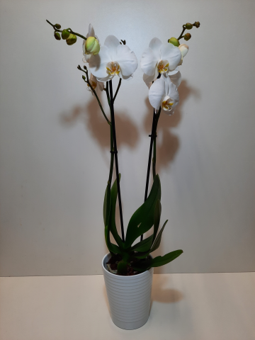 Phalenopsis con ceramica