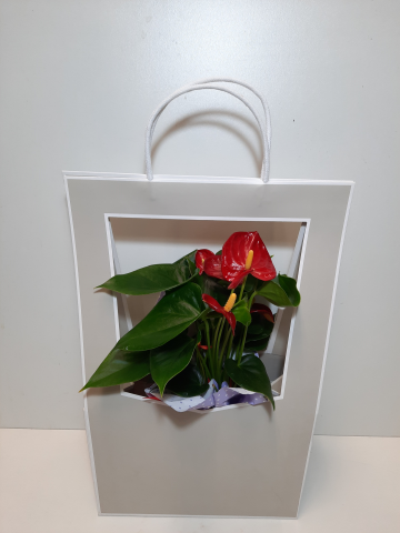 Borsa Anthurium