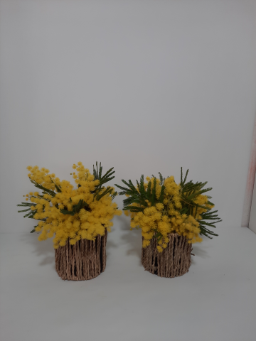 Coppia di mimose