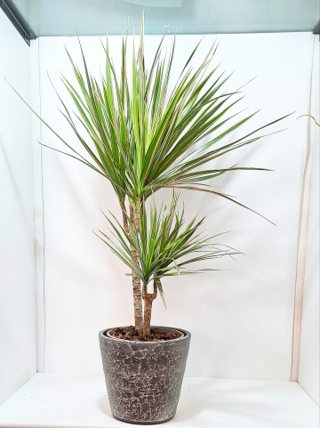 Dracaena Marginata